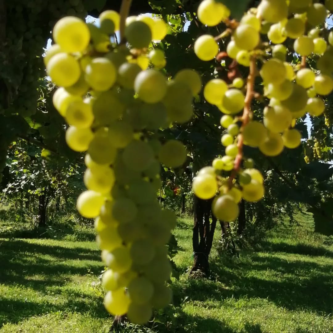 Folk Notes: In Conversation with Carolina Gatti | Women in Wine